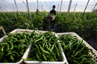 中国で唐辛子価格が値上がり、一部品種は前年比80％上昇