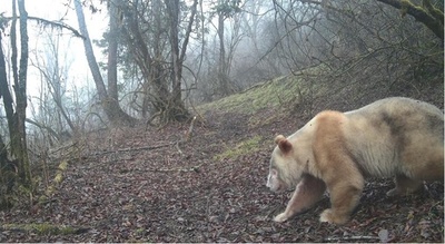 中国ジャイアントパンダ国家公園 世界唯一の野生の白いパンダの映像を公開