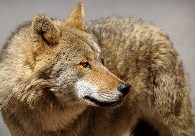 スウェーデンで45年ぶりオオカミ猟復活、頭数増加で家畜に被害