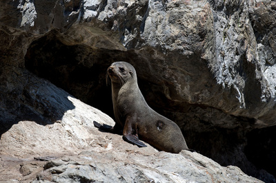 頭部切断されたオットセイの赤ちゃん6頭発見、 NZ