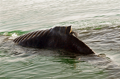 船のスクリューで傷負ったザトウクジラ、メキシコ沿岸