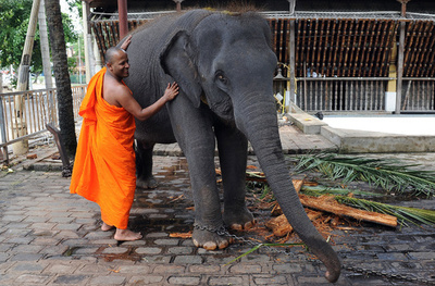 僧侶へのお布施は「ヘルシーに」、スリランカ政府が指導