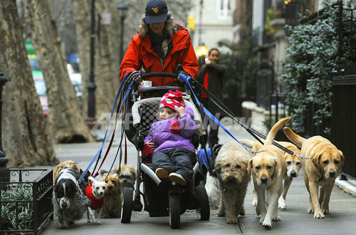 多忙なニューヨーカー御用達 犬の散歩代行サービス 写真2枚 ファッション ニュースならmode Press Powered By Afpbb News