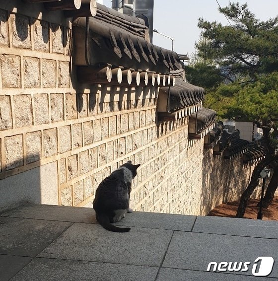 大統領府横の階段を降りようとする「黒ゴマ」(c)news1