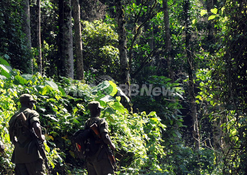 ネット上で野生ゴリラと友達に、「フェースブック」「ツイッター」向けサービスまもなく解禁