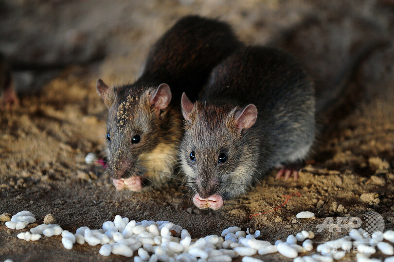 ネズミは 匂い で飢える隣人を救う 独研究 写真1枚 国際ニュース Afpbb News