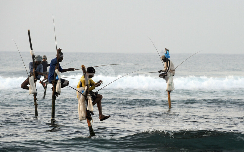 スリランカ伝統の竹馬漁、観光客に人気