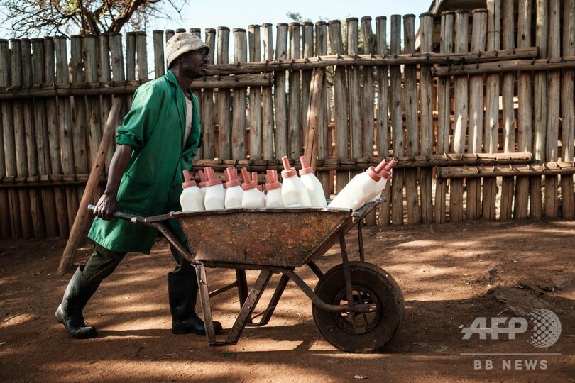 親のいない子ゾウたちを再び元気に、ケニア国立公園の飼育センター
