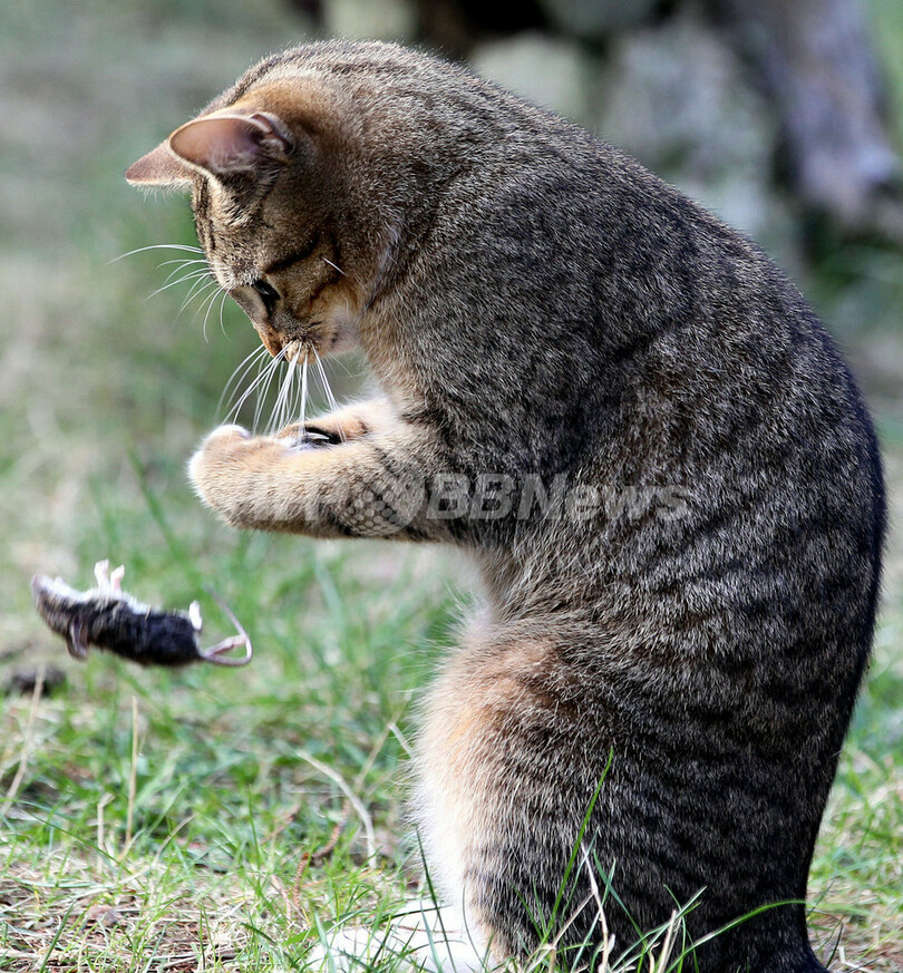 ネズミをゲット カメラが捉えた猫ちゃんのナイスプレー 独 写真3枚 国際ニュース Afpbb News