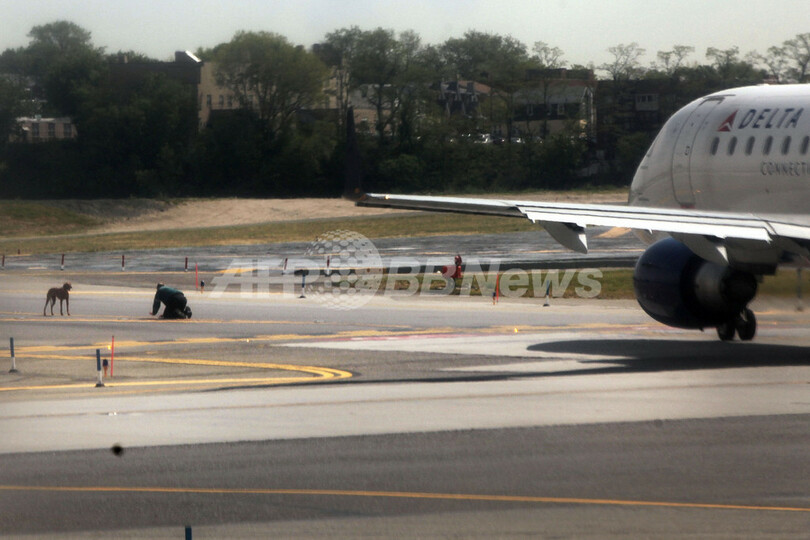 犬が滑走路に 職員とにらめっこ 米ny空港 写真8枚 国際ニュース Afpbb News