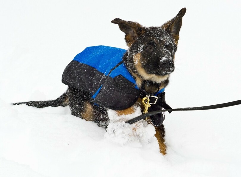 米東部に「スノーマゲドン」襲来、大雪で事故など相次ぐ