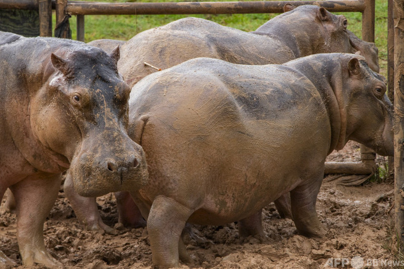 「麻薬王」残したカバ、繁殖し過ぎで避妊処置 コロンビア