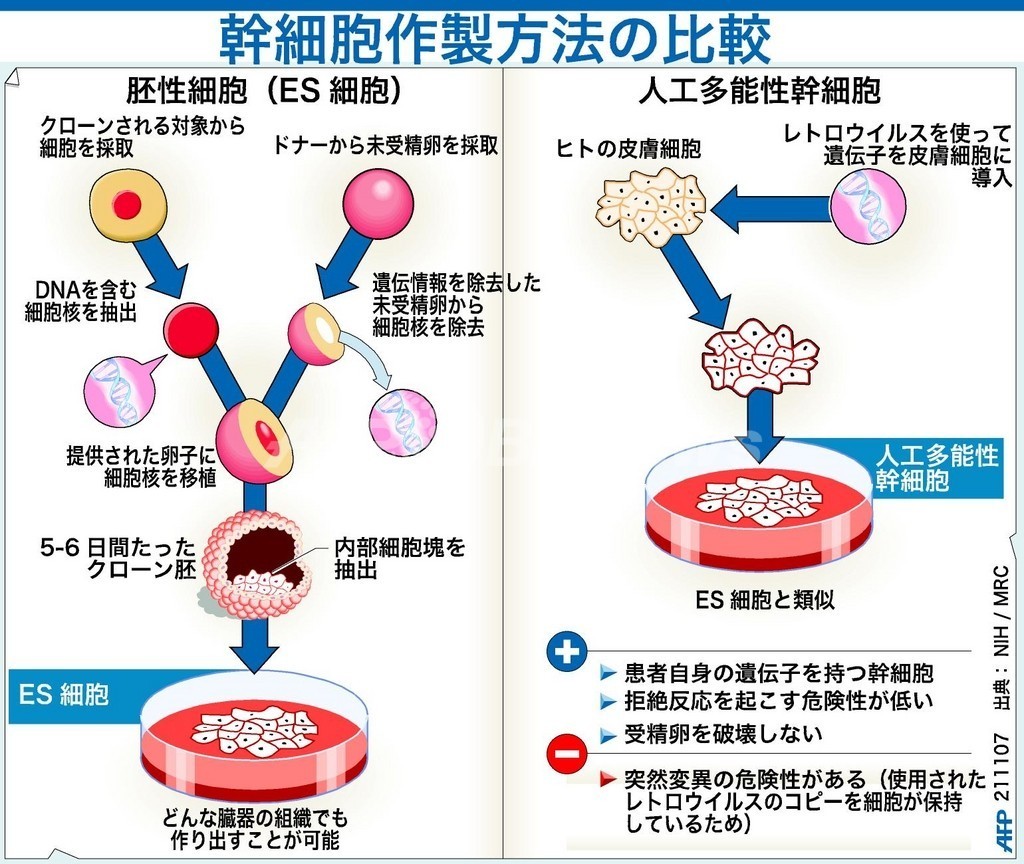 【図解】ES細胞と人工多能性幹細胞の作製過程の比較 写真1枚 国際ニュース：AFPBB News