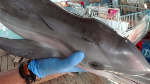 浜辺に迷い込んだ赤ちゃんイルカ 海水浴客が死なせる スペイン 写真3枚 国際ニュース Afpbb News