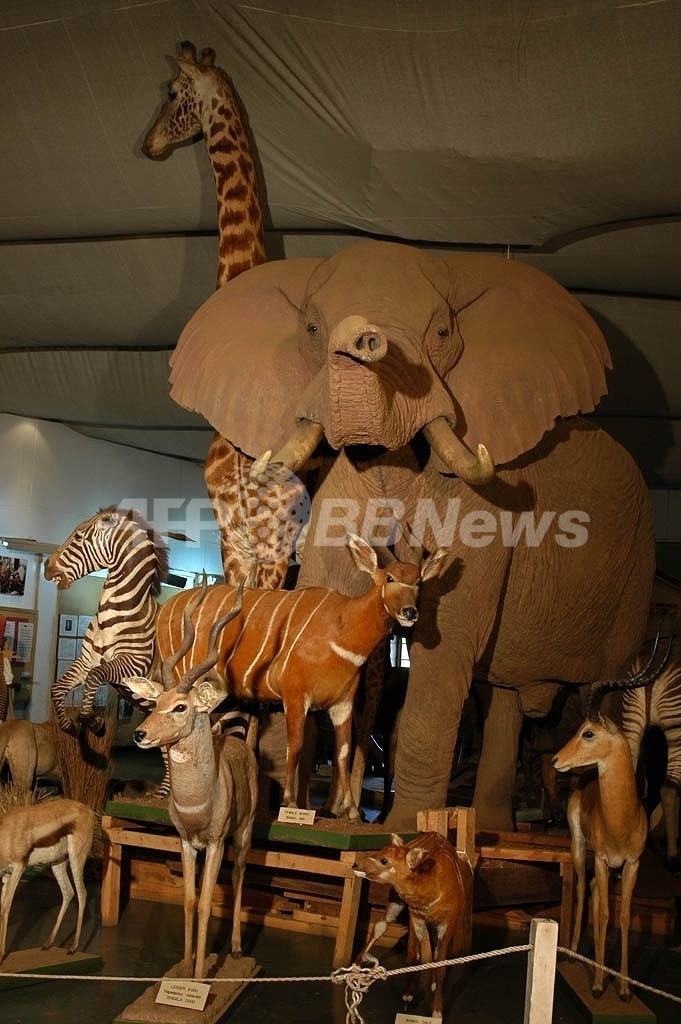 ケニア国立博物館が再オープン、大統領が植民地時代の遺品の返還求める ケニア国立博物館が再オープン、大統領が植民地時代の遺品の返還求める