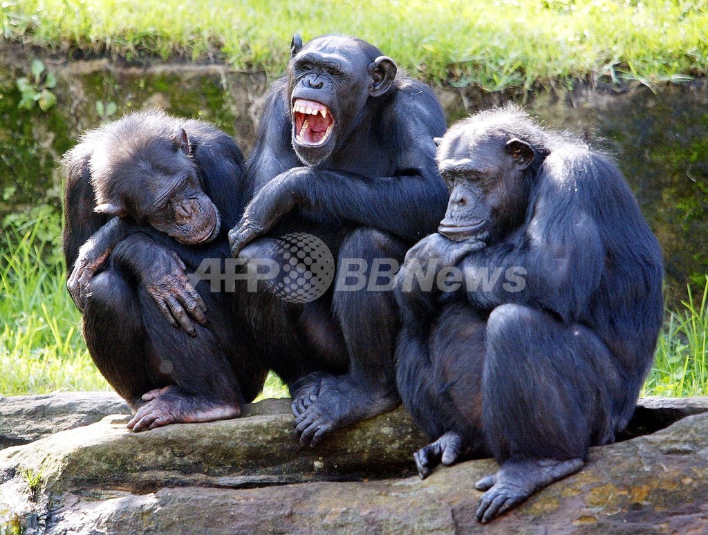 人間から もらいあくび チンパンジーでも 写真1枚 国際ニュース Afpbb News