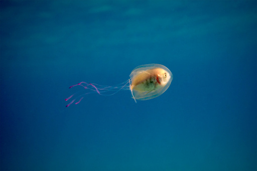 クラゲの中で泳ぐ魚 写真がネットで話題に 写真2枚 国際ニュース Afpbb News