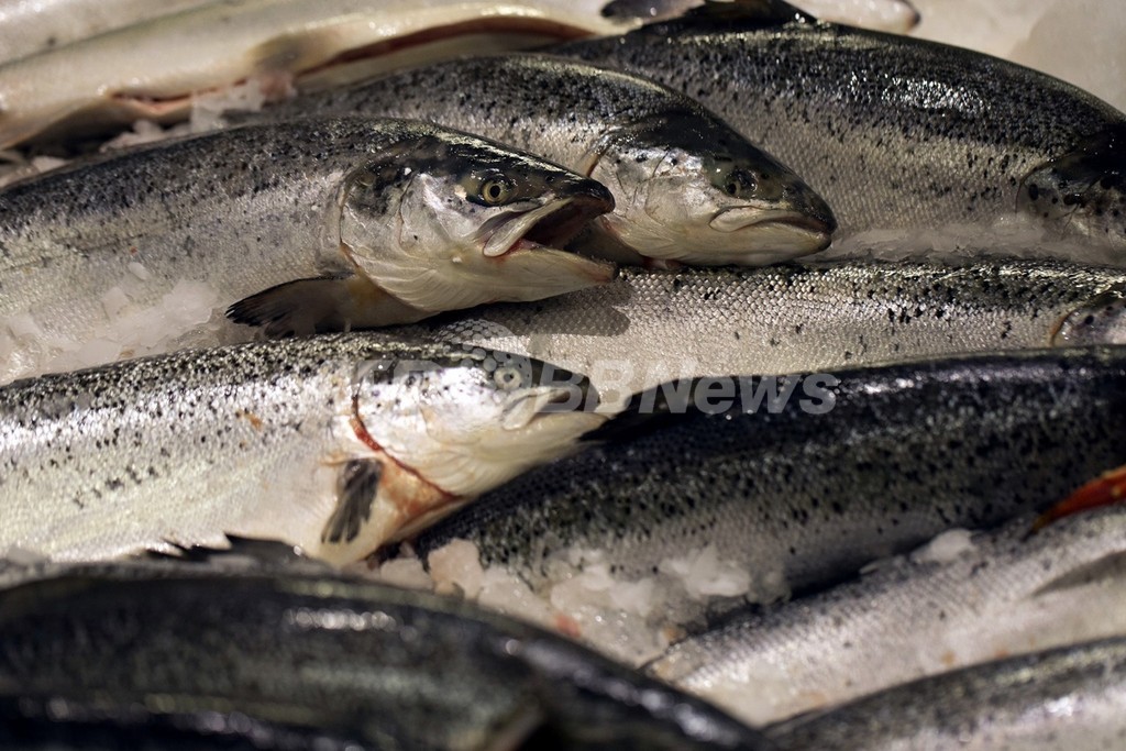 脂肪の多い魚に乳がんリスク減の効果、調査報告 脂肪の多い魚に乳がんリスク減の効果、調査報告