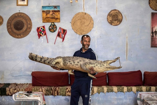 少数民族ヌビアのワニ 観光と文化を担うナイル川の象徴 エジプト 写真13枚 国際ニュース Afpbb News