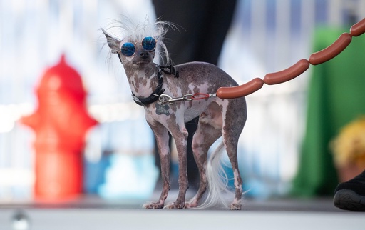 不細工が自慢 世界一醜い犬コンテスト 米カリフォルニア 写真21枚 国際ニュース Afpbb News 不細工が自慢 世界一醜い犬コンテスト 米カリフォルニア 写真21枚 国際ニュース Afpbb News