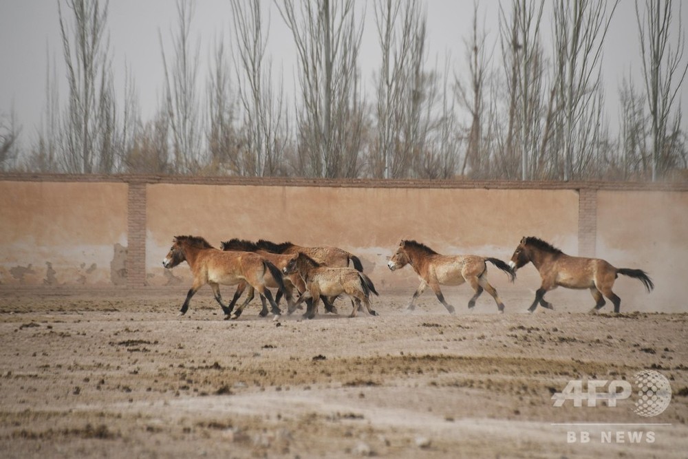 中国の野生馬 世界の4分の1に相当 新疆 甘粛などに515頭 写真2枚 国際ニュース Afpbb News