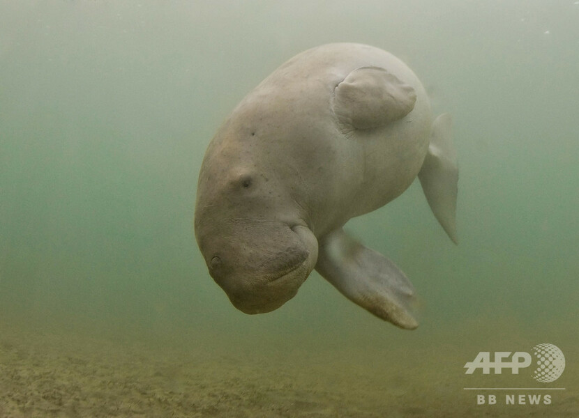 【写真特集】希少動物ジュゴン、個体数減の絶滅危惧種