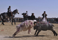 アフガニスタン北部のマザリシャリフ（Mazar-i Sharif）で22日、ウシではなくヒツジやラクダを闘わせる催しが開かれた。

　アフガニスタン暦で元日にあたる21日からマザリシャリフで開催されている祝祭には、アフガニスタン全土から大勢の人びとが集まっている。闘牛ならぬ「闘羊」や「闘ラクダ」も、新年の訪れを祝う伝統行事の1つだ。

　春分の日の21日を新年の祭日とするノールーズは、トルコやイラン、イラク、中央アジアやアゼルバイジャンなど、世界各地で幅広く祝われている（2011年3月22日撮影）。(c)AFP/Massoud HOSSAINI 

&lt;a href=&quot;http://www.youtube.com/user/afpbbnews#p/a/u/3/34LbTaHRgvQ&quot; target=&quot;_blank&quot;&gt;&lt;b&gt;【動画】「闘ラクダ」の映像（YouTube/AFPBB News公式チャンネル）&lt;/b&gt;&lt;/a&gt;