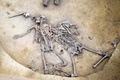 仏東部のアルザス地方で見つかった人骨。負傷の痕が確認できる（2016年6月7日提供）。(c)AFP/INRAP / Michel Christen