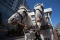 オーストリアの首都ウィーンのインターコンチネンタル・ホテル前で待つ馬車（2020年4月8日撮影）。(c)ALEX HALADA / AFP
