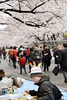 都内・上野公園（Ueno Park）で花見を楽しむ人々（2009年4月1日撮影）。(c)AFP/Yoshikazu TSUNO