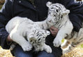 ドイツ北部ホーデンハーゲン（Hodenhagen）のサファリパーク「セレンゲティ公園（Serengeti Park）」で前月8日に生まれたばかりの生後6週間のホワイトタイガーの赤ちゃん2頭、リコ（Rico）ちゃんとキコ（Kico）ちゃん。2頭の両親、ビアンカ（Bianca）とポール（Paul）が育児を放棄したため、飼育係が育てている。

写真は、飼育係に抱えられたリコちゃんとキコちゃん（2010年4月21日撮影）。(c)AFP/DDP/NIGEL TREBLIN