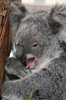 オーストラリア国内の動物園や水族館で作る団体は全国絶滅危惧種デー（National Threatened Species Day）の7日、シドニー（Sydney）市内中心部マーティン・プレース（Martin Place）でコアラやタスマニアデビルなどを展示し、来場者らに絶滅危惧種に対する理解や保護を呼び掛けた。

写真は木の上で休むコアラ（2012年9月7日撮影）。(c)AFP/ROMEO GACAD