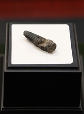 アンズ爪化石化石地獄の鶏