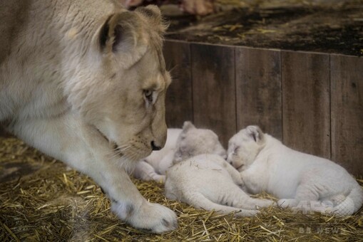 そろってお昼寝、ホワイトライオンの赤ちゃん 仏動物園 写真9枚 国際