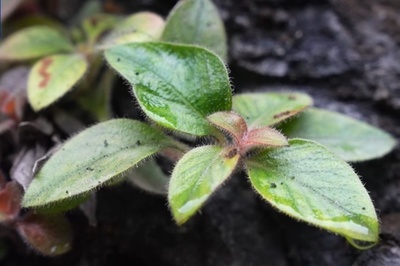 中国湖南省で絶滅危惧種の植物「紅頭索」を初発見