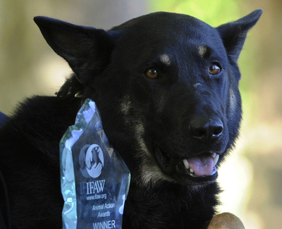 頭蓋骨骨折の警察犬を表彰、英ロンドン暴動