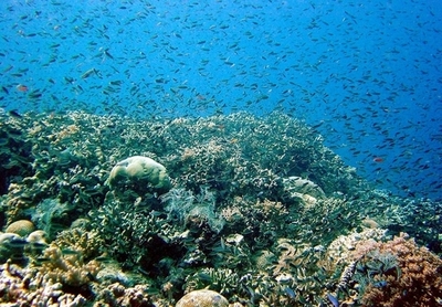 豪グレートバリアリーフのサンゴ、1990年から14％以上も減少 豪研究者