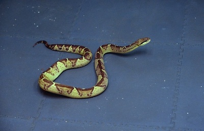 貨物庫にヘビ、エミレーツ航空便が欠航 UAE