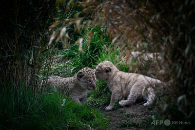 アフリカライオンの赤ちゃん、仏動物園でお目見え 絶滅危険増大の「危急種」