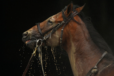 最古のゲノムを解読、ウマの進化過程が明らかに
