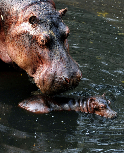ママは名コーチ？カバの赤ちゃんプールでスイスイ インド