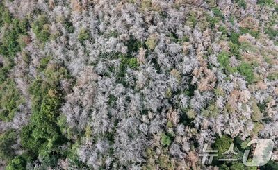 韓国でマツ材線虫病が深刻化…被害の半数が大邱・慶尚北道、4年で7倍に