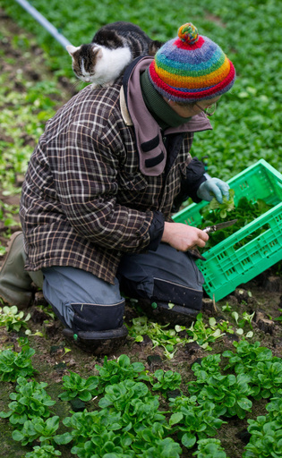 収穫をお手伝い？畑でも飼い主から離れないネコちゃん
