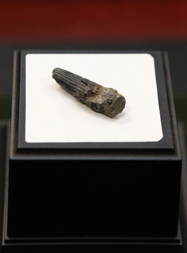 マレーシア初の恐竜の化石、日本の研究者らが発見