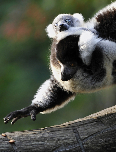 ふわふわ！エリマキキツネザルの赤ちゃん 南米コロンビア