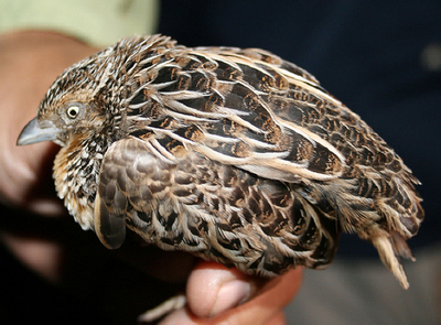 希少ウズラの最後の一羽？ 「市場」で撮影