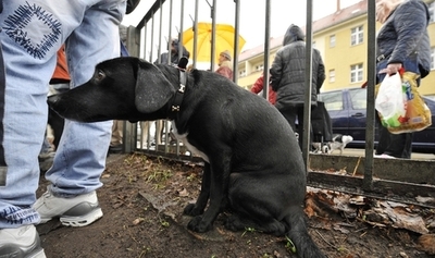 犬のふん対策にDNA検査！？ ドイツの議員が提案