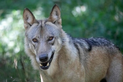 オオカミ襲撃相次ぐ 2か月で9人が死亡 印北部