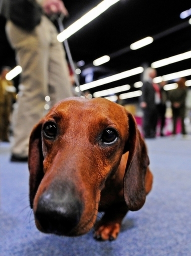 ダックスフントはなぜ短足?英米研究チームが謎を解明