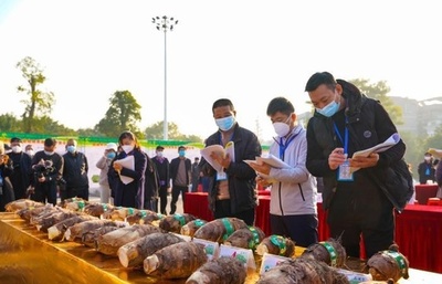 中国の荔浦芋、若者の力で栽培技術がアップグレード